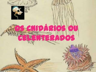 Os Cnidários ou Celenterados