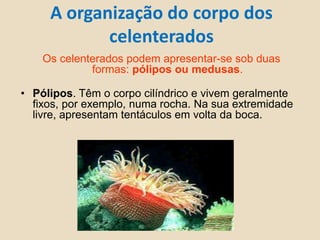 A organização do corpo dos celenterados Os celenterados podem apresentar-se sob duas formas: pólipos ou medusas.Pólipos. Têm o corpo cilíndrico e vivem geralmente fixos, por exemplo, numa rocha. Na sua extremidade livre, apresentam tentáculos em volta da boca.