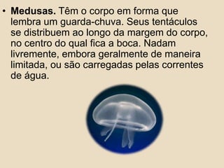 Medusas. Têm o corpo em forma que lembra um guarda-chuva. Seus tentáculos se distribuem ao longo da margem do corpo, no centro do qual fica a boca. Nadam livremente, embora geralmente de maneira limitada, ou são carregadas pelas correntes de água.