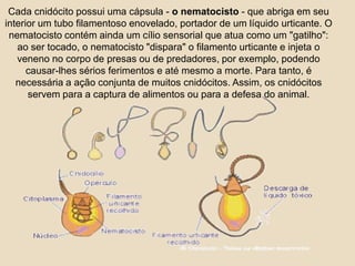 Cada cnidócito possui uma cápsula - o nematocisto - que abriga em seu interior um tubo filamentoso enovelado, portador de um líquido urticante. O nematocisto contém ainda um cílio sensorial que atua como um "gatilho": ao ser tocado, o nematocisto "dispara" o filamento urticante e injeta o veneno no corpo de presas ou de predadores, por exemplo, podendo causar-lhes sérios ferimentos e até mesmo a morte. Para tanto, é necessária a ação conjunta de muitos cnidócitos. Assim, os cnidócitos servem para a captura de alimentos ou para a defesa do animal. 