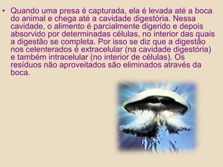 Quando uma presa é capturada, ela é levada até a boca do animal e chega até a cavidade digestória. Nessa cavidade, o alimento é parcialmente digerido e depois absorvido por determinadas células, no interior das quais a digestão se completa. Por isso se diz que a digestão nos celenterados é extracelular (na cavidade digestória) e também intracelular (no interior de células). Os resíduos não aproveitados são eliminados através da boca.