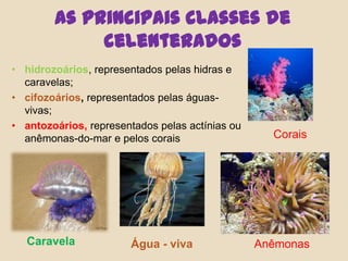 As principais classes de celenteradoshidrozoários, representados pelas hidras e caravelas;cifozoários, representados pelas águas-vivas;antozoários, representados pelas actínias ou anêmonas-do-mar e pelos coraisCoraisCaravelaÁgua - viva Anêmonas 