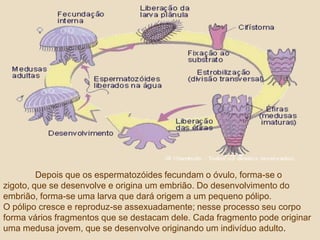 	Depois que os espermatozóides fecundam o óvulo, forma-se o zigoto, que se desenvolve e origina um embrião. Do desenvolvimento do embrião, forma-se uma larva que dará origem a um pequeno pólipo.O pólipo cresce e reproduz-se assexuadamente; nesse processo seu corpo forma vários fragmentos que se destacam dele. Cada fragmento pode originar uma medusa jovem, que se desenvolve originando um indivíduo adulto. 