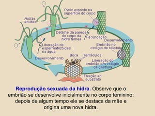Reprodução sexuada da hidra. Observe que o embrião se desenvolve inicialmente no corpo feminino; depois de algum tempo ele se destaca da mãe e origina uma nova hidra. 
