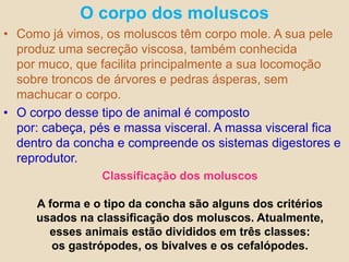 O corpo dos moluscosComo já vimos, os moluscos têm corpo mole. A sua pele produz uma secreção viscosa, também conhecida por muco, que facilita principalmente a sua locomoção sobre troncos de árvores e pedras ásperas, sem machucar o corpo.O corpo desse tipo de animal é composto por: cabeça, pés e massa visceral. A massa visceral fica dentro da concha e compreende os sistemas digestores e reprodutor.Classificação dos moluscosA forma e o tipo da concha são alguns dos critérios usados na classificação dos moluscos. Atualmente, esses animais estão divididos em três classes: os gastrópodes, os bivalves e os cefalópodes. 