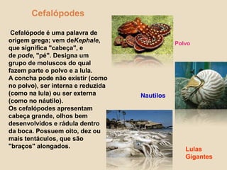 Cefalópodes Cefalópode é uma palavra de origem grega; vem deKephale, que significa "cabeça", e de pode, "pé". Designa um grupo de moluscos do qual fazem parte o polvo e a lula.A concha pode não existir (como no polvo), ser interna e reduzida (como na lula) ou ser externa (como no náutilo).Os cefalópodes apresentam cabeça grande, olhos bem desenvolvidos e rádula dentro da boca. Possuem oito, dez ou mais tentáculos, que são "braços" alongados. PolvoNautilosLulas Gigantes