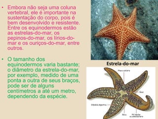 Embora não seja uma coluna vertebral, ele é importante na sustentação do corpo, pois é bem desenvolvido e resistente. Entre os equinodermos estão as estrelas-do-mar, os pepinos-do-mar, os lírios-do-mar e os ouriços-do-mar, entre outros.O tamanho dos equinodermos varia bastante; o diâmetro da estrela-do-mar, por exemplo, medido de uma ponta a outra de seus braços, pode ser de alguns centímetros a até um metro, dependendo da espécie.Estrela-do-mar  