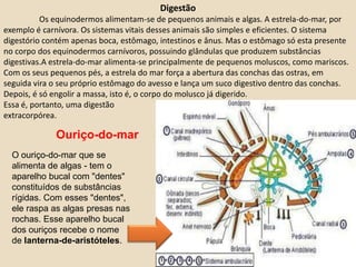 Digestão	Os equinodermos alimentam-se de pequenos animais e algas. A estrela-do-mar, por exemplo é carnívora. Os sistemas vitais desses animais são simples e eficientes. O sistema digestório contém apenas boca, estômago, intestinos e ânus. Mas o estômago só esta presente no corpo dos equinodermos carnívoros, possuindo glândulas que produzem substâncias digestivas.A estrela-do-mar alimenta-se principalmente de pequenos moluscos, como mariscos. Com os seus pequenos pés, a estrela do mar força a abertura das conchas das ostras, em seguida vira o seu próprio estômago do avesso e lança um suco digestivo dentro das conchas. Depois, é só engolir a massa, isto é, o corpo do molusco já digerido. Essa é, portanto, uma digestão extracorpórea.Ouriço-do-mar O ouriço-do-mar que se alimenta de algas - tem o aparelho bucal com "dentes" constituídos de substâncias rígidas. Com esses "dentes", ele raspa as algas presas nas rochas. Esse aparelho bucal dos ouriços recebe o nome de lanterna-de-aristóteles. 