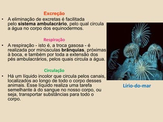 ExcreçãoA eliminação de excretas é facilitada pelo sistema ambulacrário, pelo qual circula a água no corpo dos equinodermos.RespiraçãoA respiração - isto é, a troca gasosa - é realizada por minúsculas brânquias, próximas à boca, e também por toda a extensão dos pés ambulacrários, pelos quais circula a água.CirculaçãoHá um líquido incolor que circula pelos canais, localizados ao longo de todo o corpo desses animais. Esse líquido realiza uma tarefa semelhante à do sangue no nosso corpo, ou seja, transportar substâncias para todo o corpo.Lírio-do-mar  