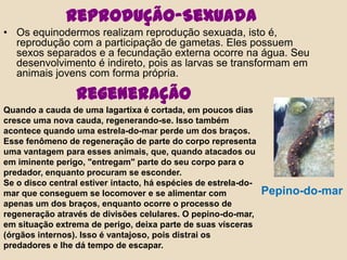 Reprodução-SexuadaOs equinodermos realizam reprodução sexuada, isto é, reprodução com a participação de gametas. Eles possuem sexos separados e a fecundação externa ocorre na água. Seu desenvolvimento é indireto, pois as larvas se transformam em animais jovens com forma própria. RegeneraçãoQuando a cauda de uma lagartixa é cortada, em poucos dias cresce uma nova cauda, regenerando-se. Isso também acontece quando uma estrela-do-mar perde um dos braços.Esse fenômeno de regeneração de parte do corpo representa uma vantagem para esses animais, que, quando atacados ou em iminente perigo, "entregam" parte do seu corpo para o predador, enquanto procuram se esconder.Se o disco central estiver intacto, há espécies de estrela-do-mar que conseguem se locomover e se alimentar com apenas um dos braços, enquanto ocorre o processo de regeneração através de divisões celulares. O pepino-do-mar, em situação extrema de perigo, deixa parte de suas vísceras (órgãos internos). Isso é vantajoso, pois distrai os predadores e lhe dá tempo de escapar.Pepino-do-mar