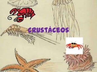 Crustáceos 