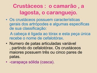 Crustáceos :  o camarão , a lagosta, o caranguejo.Os crustáceos possuem características gerais dos artrópodes e algumas especificas de sua classificação:    A cabeça é ligada ao tórax e esta peça única recebe o nome de cefalotórax.Numero de patas articuladas variável , partindo do cefalotórax. Os crustáceos maiores possuem três ou cinco pares de patas.-carapaça sólida (casca).