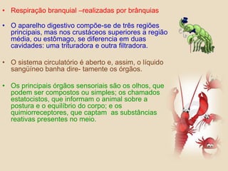 Respiração branquial –realizadas por brânquiasO aparelho digestivo compõe-se de três regiões principais, mas nos crustáceos superiores a região média, ou estômago, se diferencia em duas cavidades: uma trituradora e outra filtradora.O sistema circulatório é aberto e, assim, o líquido sangüíneo banha dire- tamente os órgãos.Os principais órgãos sensoriais são os olhos, que podem ser compostos ou simples; os chamados estatocistos, que informam o animal sobre a postura e o equilíbrio do corpo; e os quimiorreceptores, que captam  as substâncias reativas presentes no meio.  
