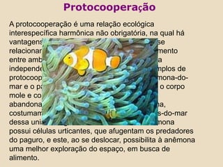ProtocooperaçãoA protocooperação é uma relação ecológica interespecífica harmônica não obrigatória, na qual há vantagens recíprocas entre as espécies que se relacionam, ou seja, ocorre comum beneficiamento entre ambos os organismos, vivendo de forma independente. Um dos mais conhecidos exemplos de protocooperação é a associação entre a anêmona-do-mar e o paguro, um crustáceo. O paguro tem o corpo mole e costuma ocupar o interior de conchas abandonadas de gastrópodes. Sobre a concha, costumam instalar-se uma ou mais anêmonas-do-mar dessa união, surge o benefício mútuo: a anêmona possui células urticantes, que afugentam os predadores do paguro, e este, ao se deslocar, possibilita à anêmona uma melhor exploração do espaço, em busca de alimento.