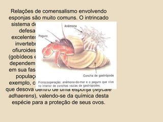 Relações de comensalismo envolvendo esponjas são muito comuns. O intrincado sistema de canais das esponjas e suas defesas anti predação as tornam excelentes refúgios para uma horda de invertebrados menores (crustáceos, ofiuroides, poliquetas) e alguns peixes (gobídeos e blennídeos). Várias espécies dependem dessa proteção das esponjas em sua fase de juvenis para manter suas populações em níveis estáveis. Por exemplo, conhece-se um peixe no Japão que desova dentro de uma esponja (Mycaleadhaerens), valendo-se da química desta espécie para a proteção de seus ovos.