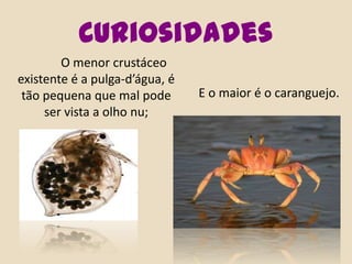 Curiosidades	O menor crustáceo existente é a pulga-d’água, é tão pequena que mal pode ser vista a olho nu;   E o maior é o caranguejo.