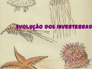 Evolução dos Invertebrados