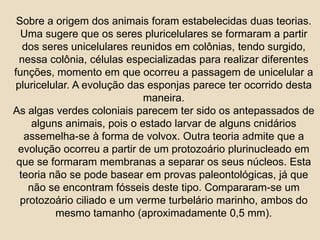 Sobre a origem dos animais foram estabelecidas duas teorias. Uma sugere que os seres pluricelulares se formaram a partir dos seres unicelulares reunidos em colônias, tendo surgido, nessa colônia, células especializadas para realizar diferentes funções, momento em que ocorreu a passagem de unicelular a pluricelular. A evolução das esponjas parece ter ocorrido desta maneira.As algas verdes coloniais parecem ter sido os antepassados de alguns animais, pois o estado larvar de alguns cnidários assemelha-se à forma de volvox. Outra teoria admite que a evolução ocorreu a partir de um protozoário plurinucleado em que se formaram membranas a separar os seus núcleos. Esta teoria não se pode basear em provas paleontológicas, já que não se encontram fósseis deste tipo. Compararam-se um protozoário ciliado e um verme turbelário marinho, ambos do mesmo tamanho (aproximadamente 0,5 mm).