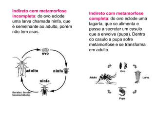 Invertebrados parte iv   artrópodos - Para ensino Fundamental