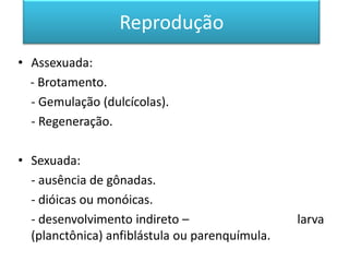 Reprodução
• Assexuada:
  - Brotamento.
  - Gemulação (dulcícolas).
  - Regeneração.

• Sexuada:
  - ausência de gônadas.
  - dióicas ou monóicas.
  - desenvolvimento indireto –                  larva
  (planctônica) anfiblástula ou parenquímula.
 