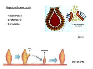 Reprodução assexuada


- Regeneração;
- Brotamento;
- Gemulação.




                            Gema




                       Brotamento
 
