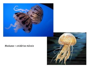 Medusas = cnidários móveis
 