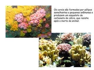 Os corais são formados por pólipos
semelhantes a pequenas anêmonas e
produzem um esqueleto de
carbonato de cálcio, que resiste
após a morte do animal.
 