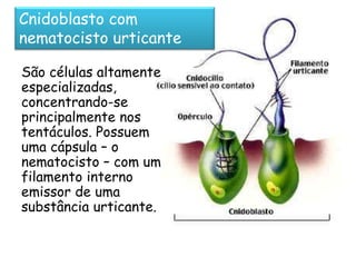 Cnidoblasto com
nematocisto urticante

São células altamente
especializadas,
concentrando-se
principalmente nos
tentáculos. Possuem
uma cápsula – o
nematocisto – com um
filamento interno
emissor de uma
substância urticante.
 