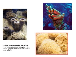 Fixas ao substrato, em meio
aquático (predominantemente
marinho).
 