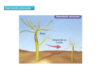 Reprodução assexuada
 