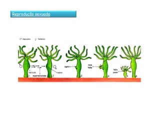 Reprodução sexuada
 