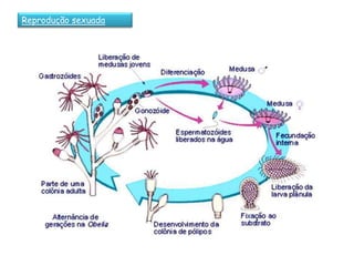 Reprodução sexuada
 