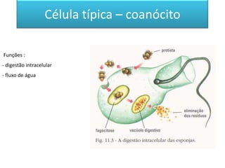 Célula típica – coanócito

Funções :
- digestão intracelular
- fluxo de água
 