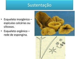 Sustentação

• Esqueleto inorgânico –
  espículas calcárias ou
  silicosas.
• Esqueleto orgânico –
  rede de espongina.
 