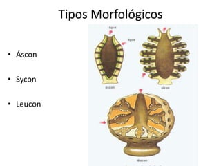 Tipos Morfológicos

• Áscon

• Sycon

• Leucon
 