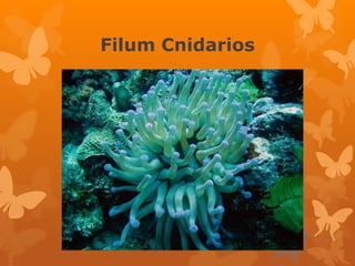 Filum Cnidarios 
 