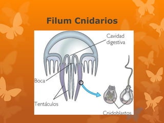 Filum Cnidarios 
 