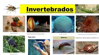 Invertebrados
 