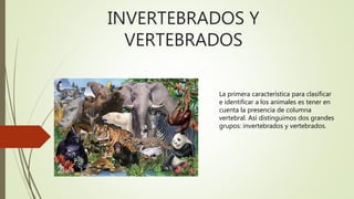 INVERTEBRADOS Y
VERTEBRADOS
La primera característica para clasificar
e identificar a los animales es tener en
cuenta la presencia de columna
vertebral. Así distinguimos dos grandes
grupos: invertebrados y vertebrados.
 