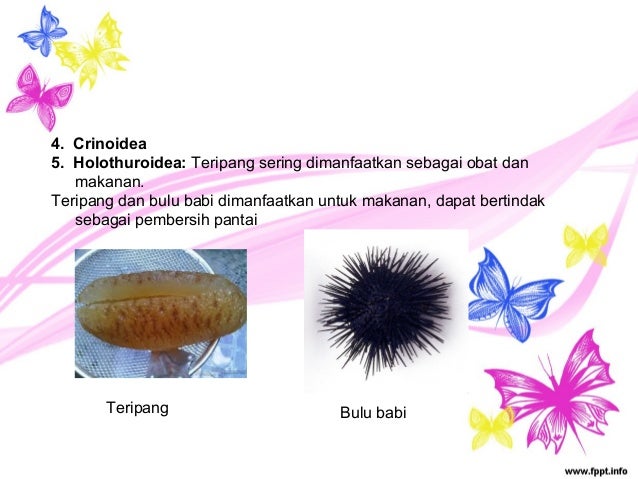 Invertebrata Invertebrata