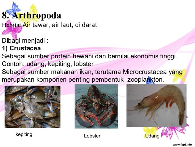 Invertebrata