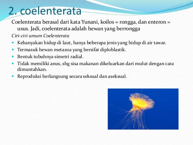 struktur tubuh  invertebrata 