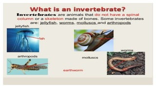 Invertebrate Sir Jason Grade5 | PPTX