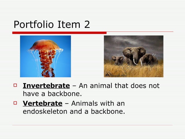Invertebrate Portfolio | PPT