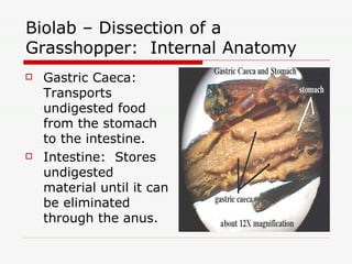 Invertebrate Portfolio | PPT