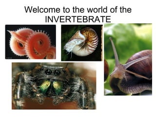 Welcome to the world of the INVERTEBRATE 