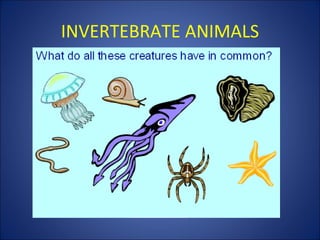 INVERTEBRATE ANIMALS 
