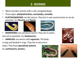 • Worm includes animals with a soft, elongated body.
• Three types: platyhelminthes, nematodes, annelids.
• PLATYHELMINTHES: are flat worms. They live in wet environments or can be
parasites. Ex: Planaria and Taenia.
• NEMATODES: are cylindrical worms. They live in water,
wet soil or parasites. Ex: Hookworms.
• ANNELIDS: are worms with segments. The body
is long and divided in rings. They live in wet soil or
water. They have specialised systems.
Ex: earthworms, leeches.
3. WORMS
 