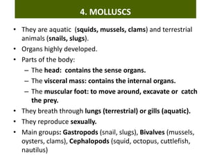 • They are aquatic (squids, mussels, clams) and terrestrial
animals (snails, slugs).
• Organs highly developed.
• Parts of the body:
– The head: contains the sense organs.
– The visceral mass: contains the internal organs.
– The muscular foot: to move around, excavate or catch
the prey.
• They breath through lungs (terrestrial) or gills (aquatic).
• They reproduce sexually.
• Main groups: Gastropods (snail, slugs), Bivalves (mussels,
oysters, clams), Cephalopods (squid, octopus, cuttlefish,
nautilus)
4. MOLLUSCS
 