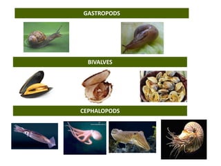 GASTROPODS
BIVALVES
CEPHALOPODS
 